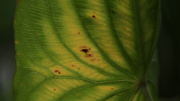 vue rapprochée de la feuille vert flou dans le vent, fond abstrait et lumière 