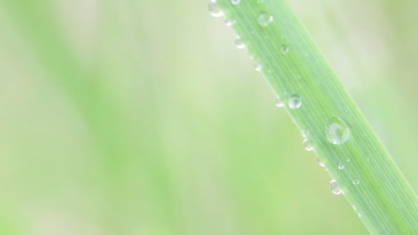 Närbild Gräset Med Vattendroppar Suddig Bakgrund — Stockvideo