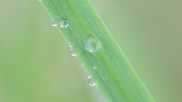 Close Grass Water Drops Blurred Background — Stock Video