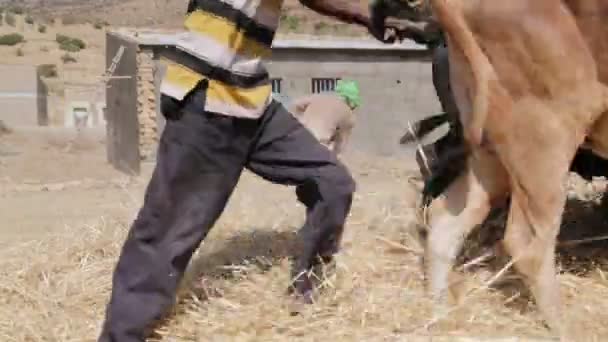 Agricultores Que Batem Vacas Para Limpeza Grãos Fazenda — Vídeo de Stock
