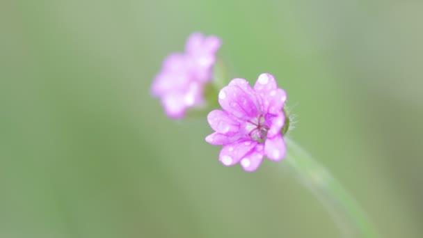 Wunderschöne Blühende Lila Blumen Die Sich Garten Durch Den Wind — Stockvideo