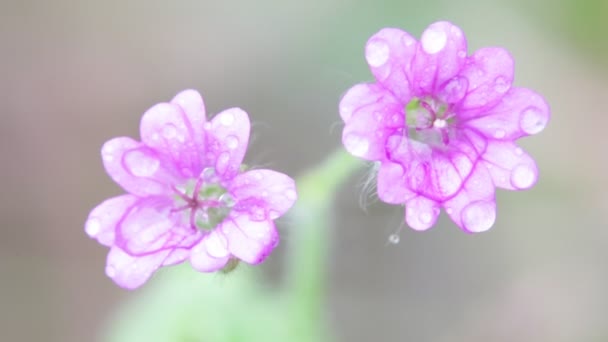 Μωβ Λουλούδια Δροσιά Που Κινούνται Από Τον Άνεμο Κήπο — Αρχείο Βίντεο