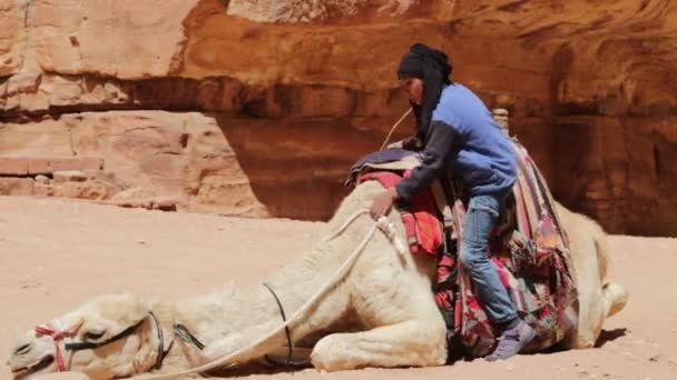 Beduinen Mit Kamelen Petra Jordanien — Stockvideo