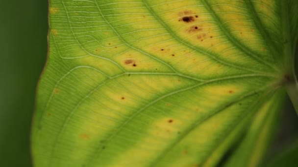 vue rapprochée de la feuille vert flou dans le vent, fond abstrait et lumière 