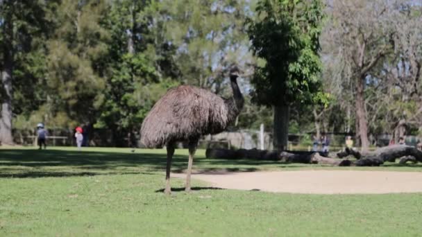 Austrália Kine Pine Koala Park Circa Agosto 2017 Pessoas Não — Vídeo de Stock