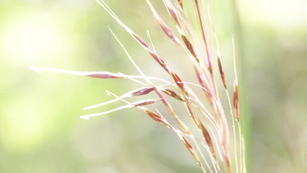 Caules Plantas Movimento Durante Tempo Ventoso Sobre Fundo Turvo — Vídeo de Stock