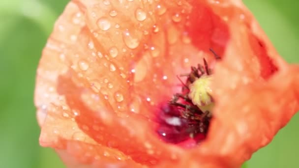 Close Van Mooie Rode Papaver Bloem Veld — Stockvideo