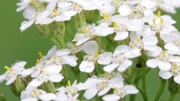 Close Van Kleine Witte Bloemen Groene Onscherpe Achtergrond — Stockvideo