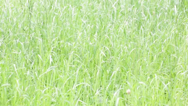 Vue Rapprochée Beau Fond Naturel Avec Herbe Dans Vent — Video