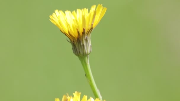 Schöne Gelbe Löwenzahnblüte Die Sich Durch Den Wind Wildem Grünen — Stockvideo