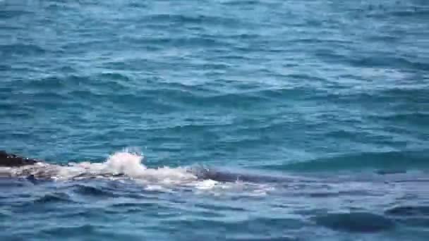 Baleine Libre Dans Océan Comme Concept Liberté — Video