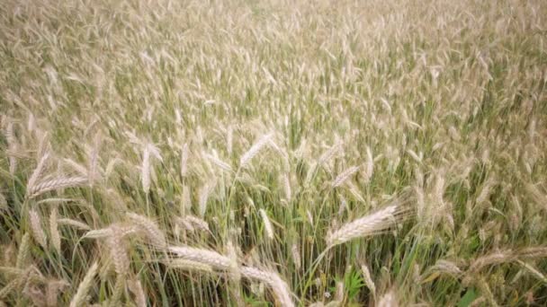小麦のフィールドで風の強い天気の中に移動 — ストック動画