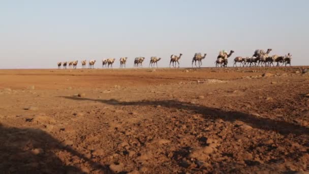 Γραφική Θέα Καμήλες Του Καραβανιού Και Αγνώστων Ατόμων Στην Έρημο — Αρχείο Βίντεο