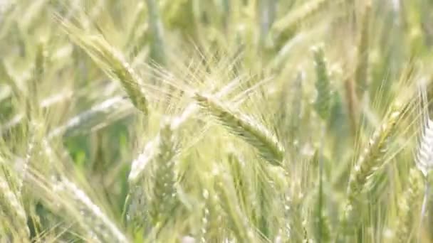 Nahaufnahme Der Weizenbewegung Bei Windigem Wetter Auf Dem Feld — Stockvideo