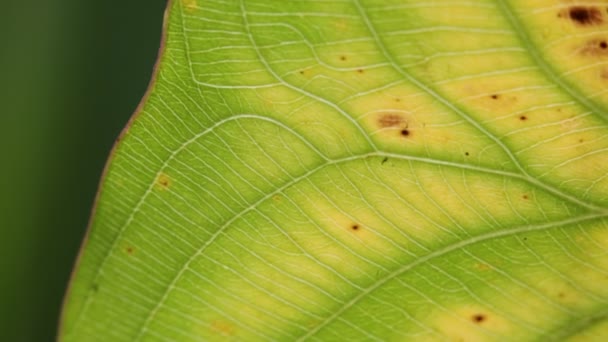 vue rapprochée de la feuille vert flou dans le vent, fond abstrait et lumière 