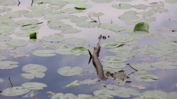 Schöner Teich Mit Ruhigem Wasser Und Grünen Pflanzen Abstrakter Natürlicher — Stockvideo