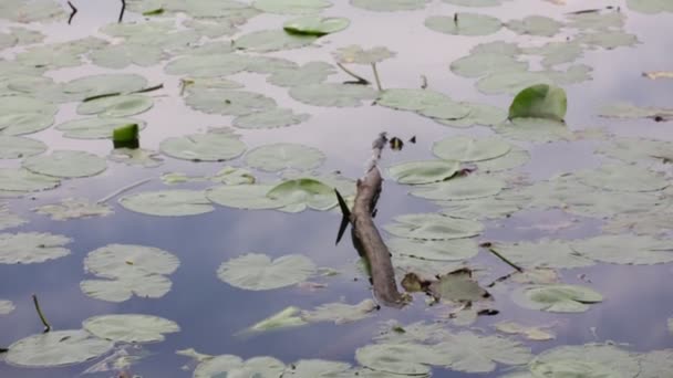 Piękny Staw Spokojną Wodą Zielonych Roślin Tło Naturalne — Wideo stockowe