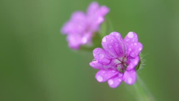 Violet Field Flowers Moving Wind Garden — Stock Video