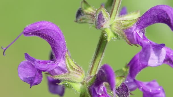 Fiori Viola Movimento Durante Tempo Ventoso Sfondo Verde — Video Stock