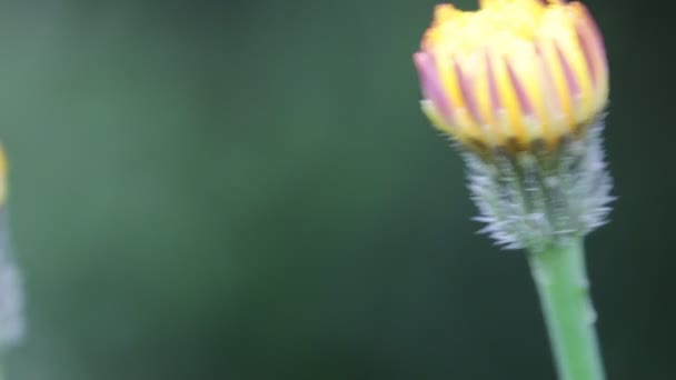 緑の背景にフィールドの風による移動黄色のタンポポの花を閉じる — ストック動画