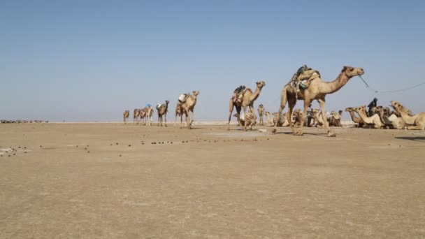 Vista Panorâmica Caravana Camelos Pessoas Não Identificadas Deserto Durante Dia — Vídeo de Stock