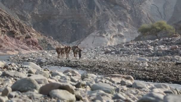 Schilderachtig Uitzicht Kamelen Caravan Niet Geïdentificeerde Mensen Woestijn Overdag — Stockvideo