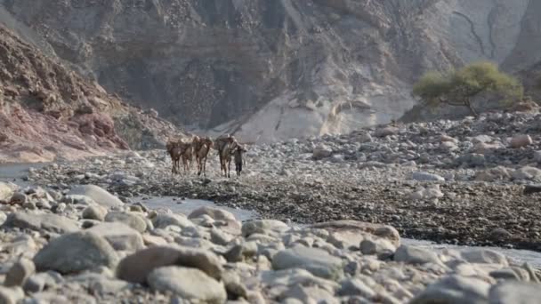 Vue Panoramique Caravane Chameaux Personnes Non Identifiées Dans Désert Pendant — Video