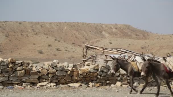 Caravana Burros Que Transportam Sal Estrada Rural Aldeia — Vídeo de Stock