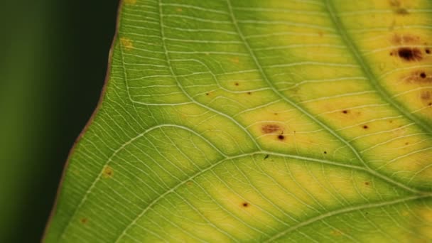 vue rapprochée de la feuille vert flou dans le vent, fond abstrait et lumière 