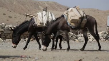 Tuz Köyü kırsal yolu üzerinde taşıyan eşekler kervanı