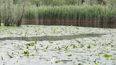 sakin su ve yeşil ağaçlar, doğal doğal arka plan güzel gölet