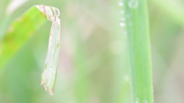 çim üzerinde arka plan bulanık su damlaları ile yakın çekim