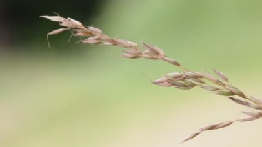 güzel bitki rüzgarlı havalarda hareketli arka plan bulanık