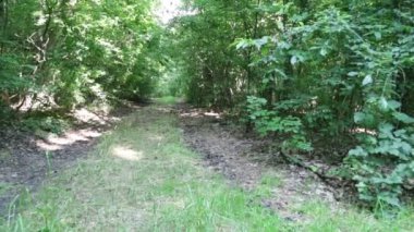 Sicilya, İtalya 'daki orman patikasının manzaralı görüntüleri.