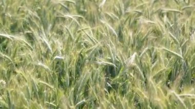 olgun buğday alan rüzgarlı havalarda sırasında taşıma