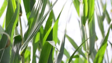 kırsal çiftliğinde yeşil güzel Mısır alanının yakın çekim