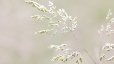 rüzgarlı havalarda gri arka plan bulanık üzerinde hareket bitki