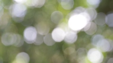 seçici odak bulanık yeşil arka plan