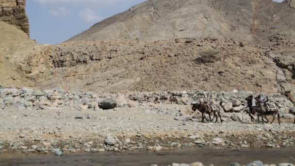 Vista Panorámica Caravana Camellos Personas Identificadas Desierto Durante Día — Vídeos de Stock