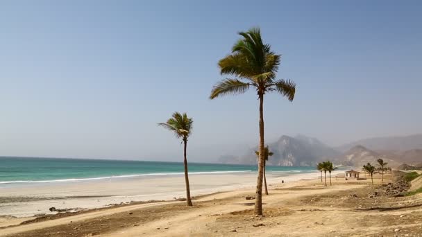 palm trees with wind on beach near ocean