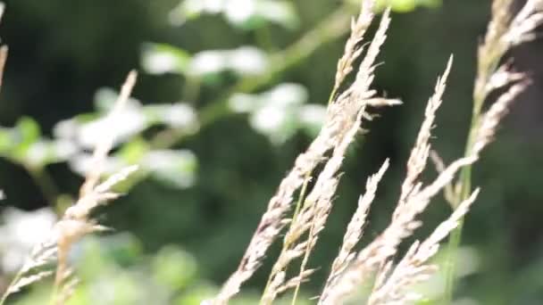 Close Beautiful Field Plants Moving Wind — Stock Video