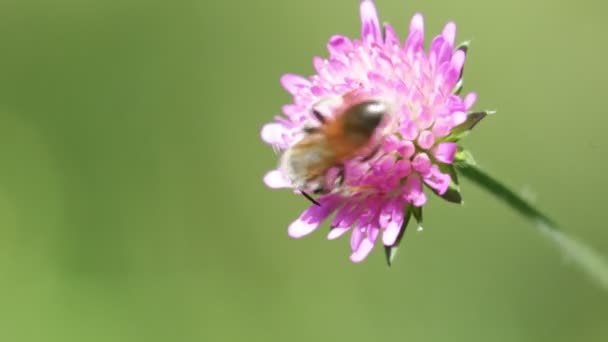 Fiore Rosa Con Ape Che Muove Durante Tempo Ventoso — Video Stock