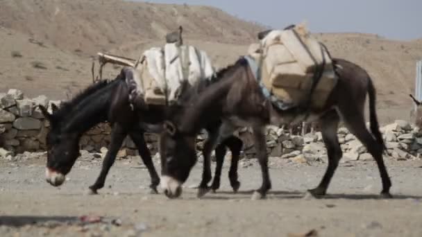 Caravane Ânes Transportant Sel Sur Route Rurale Dans Village — Video