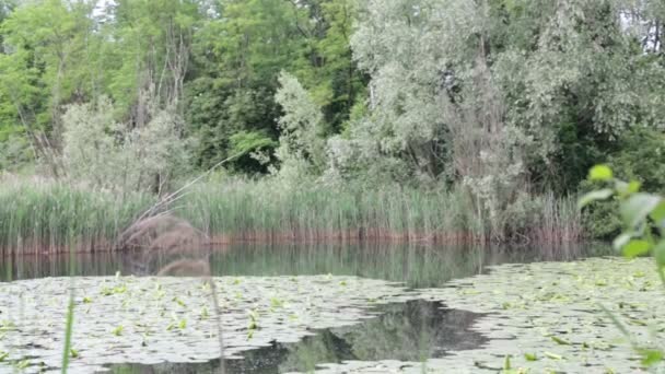 Bellissimo Lago Con Acqua Calma Alberi Verdi Italia — Video Stock