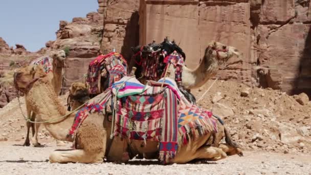 Βεδουίνοι Καμήλες Στην Πέτρα Ιορδανία — Αρχείο Βίντεο