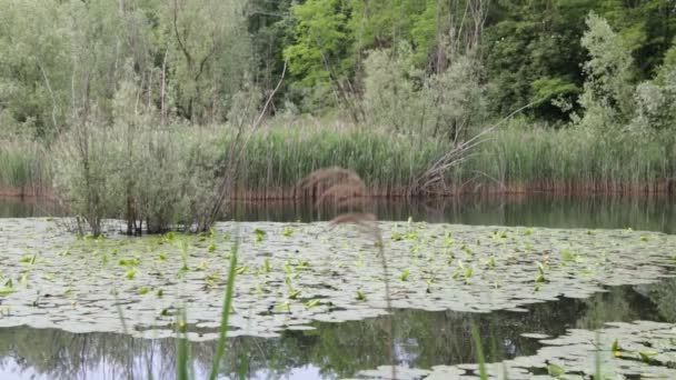 Beau Lac Avec Eau Calme Des Arbres Verts Italie — Video