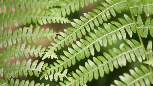 Close Fern Leaf Park Blurred Background — Stock Video