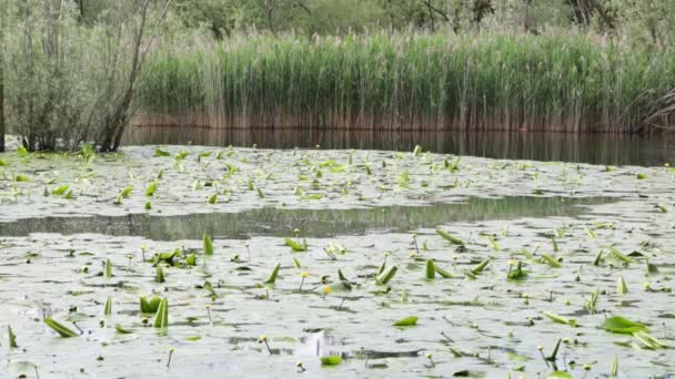 Hermoso Estanque Con Aguas Tranquilas Árboles Verdes Fondo Natural Escénico — Vídeo de stock