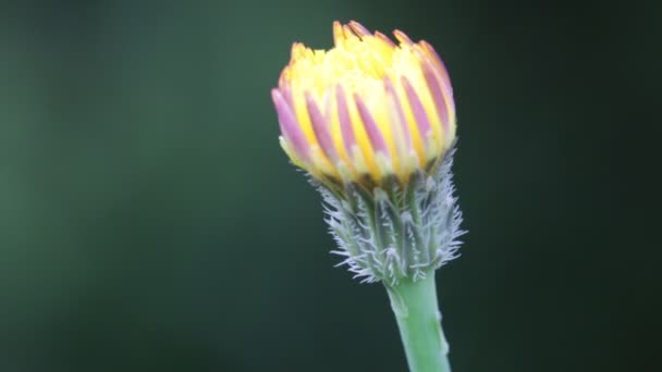 Ένα Κλείσιμο Κίτρινο Λουλούδι Πικραλίδα Κινούνται Από Τον Άνεμο Πεδίο — Αρχείο Βίντεο