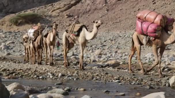 Doğal Görünümü Gündüz Sırasında Çölde Kimliği Belirsiz Kişi Deve Karavan — Stok video